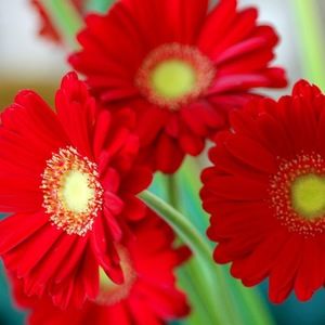 Meet your Posher, Elisabeth